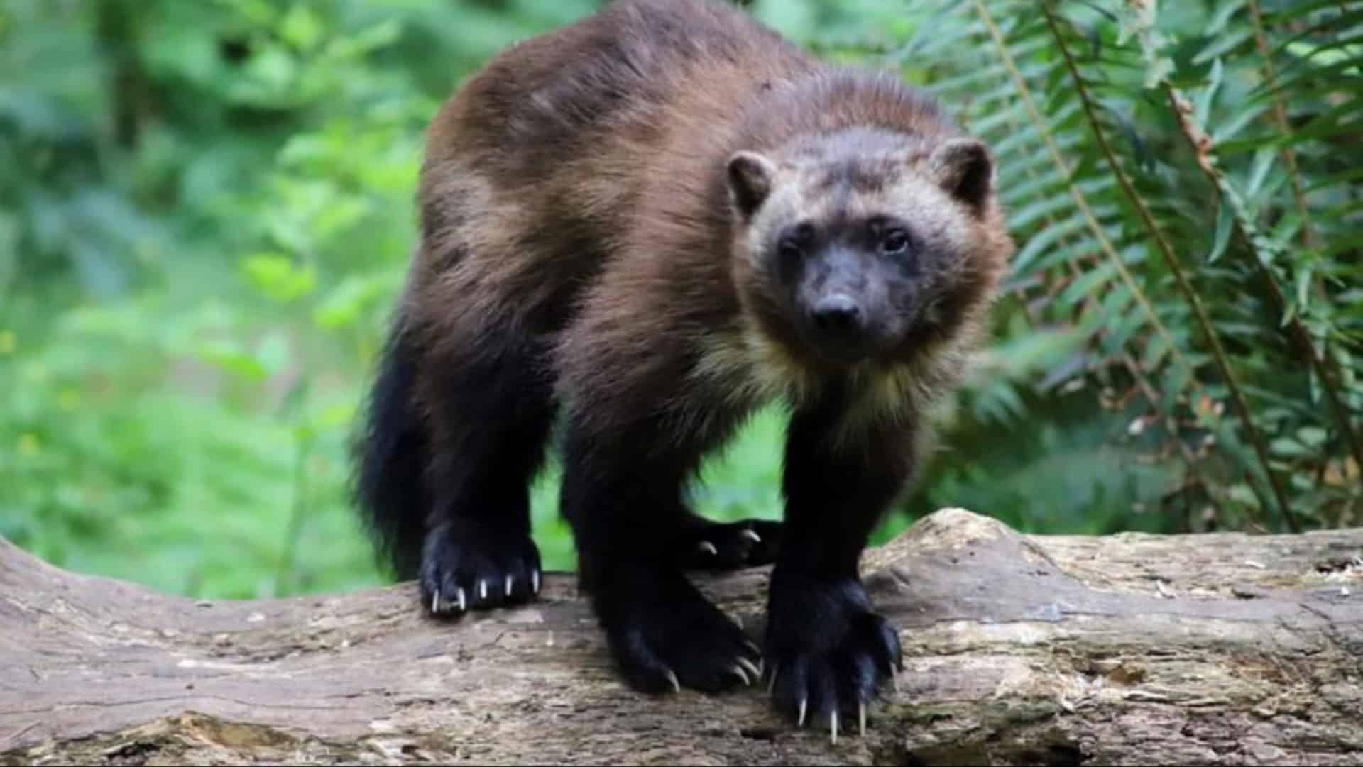 10 Fascinating Wolverine Facts – The Animal, Not the Hero!