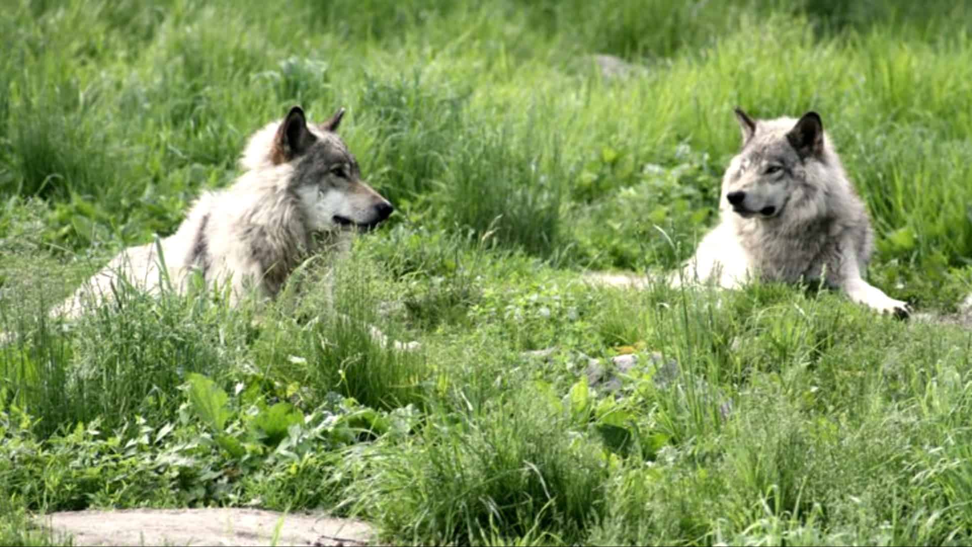 wolves grass