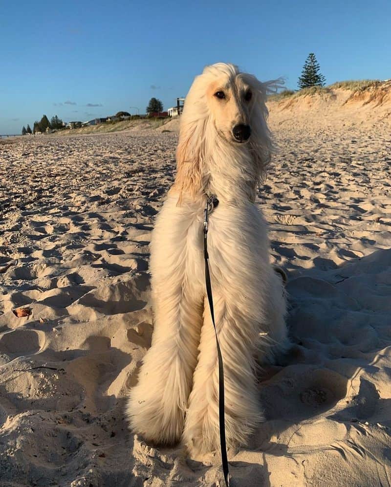 Afghan Hound