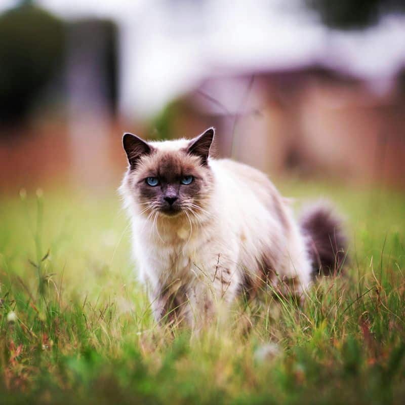 Birman