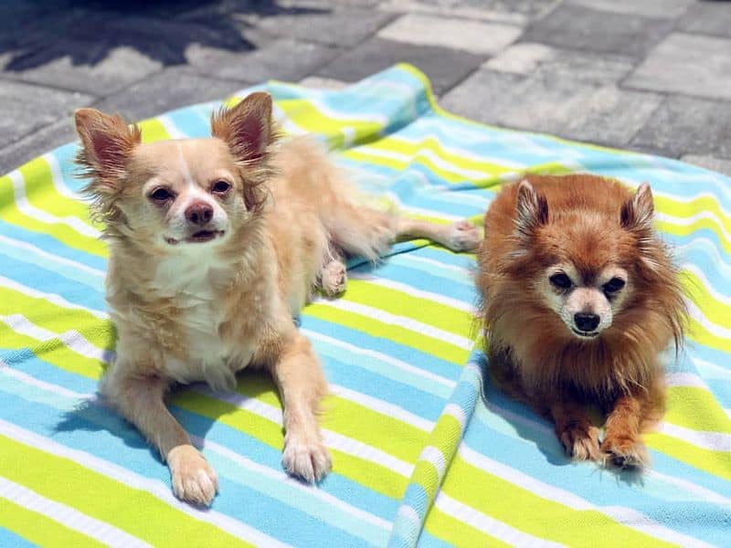 Chihuahua