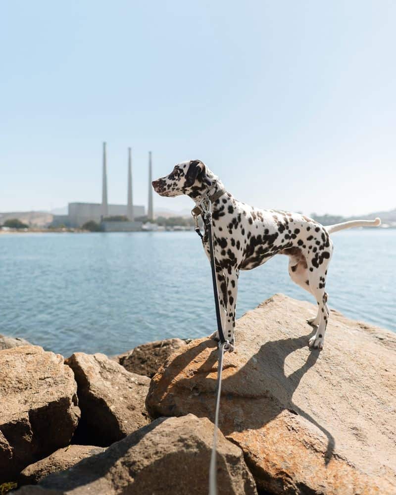 Dalmatian