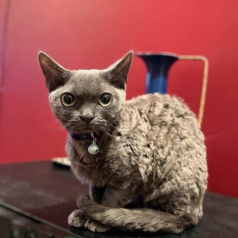 Devon Rex