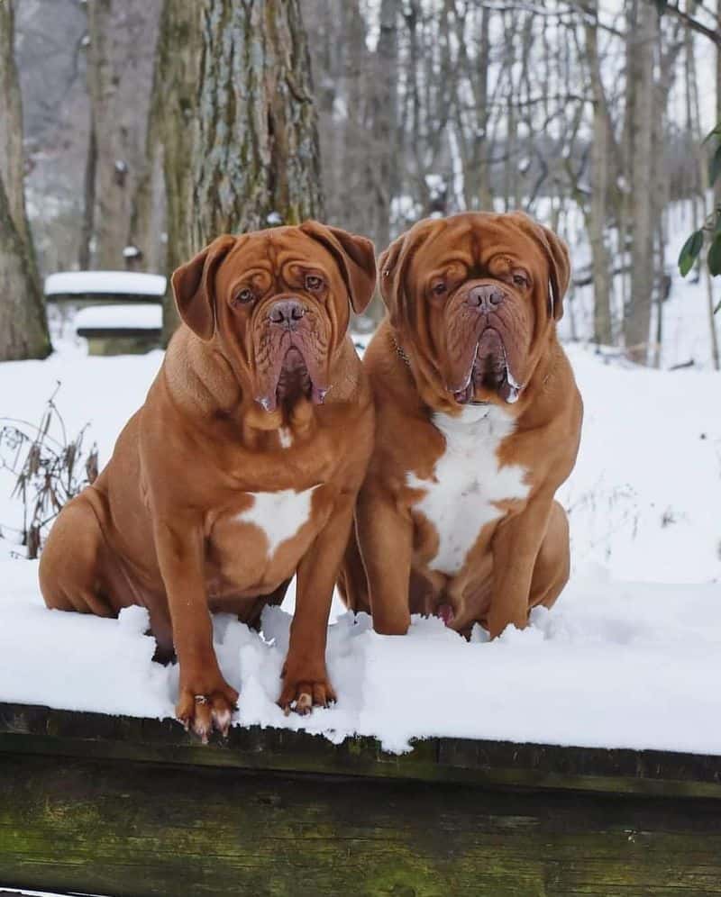 Dogue de Bordeaux