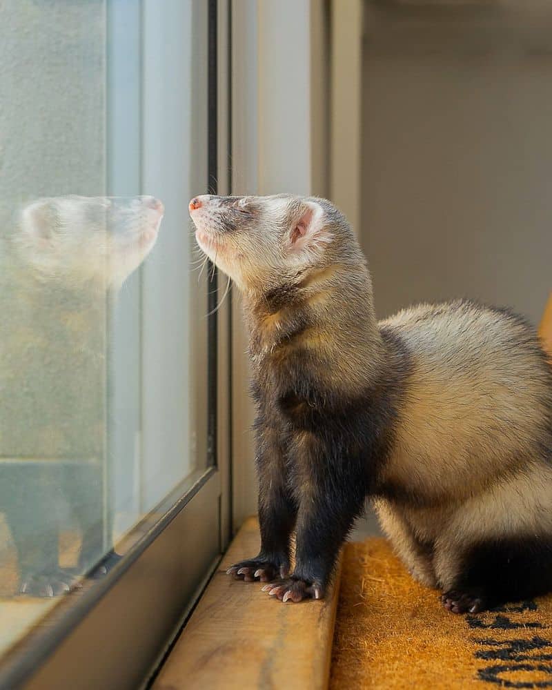 Ferret