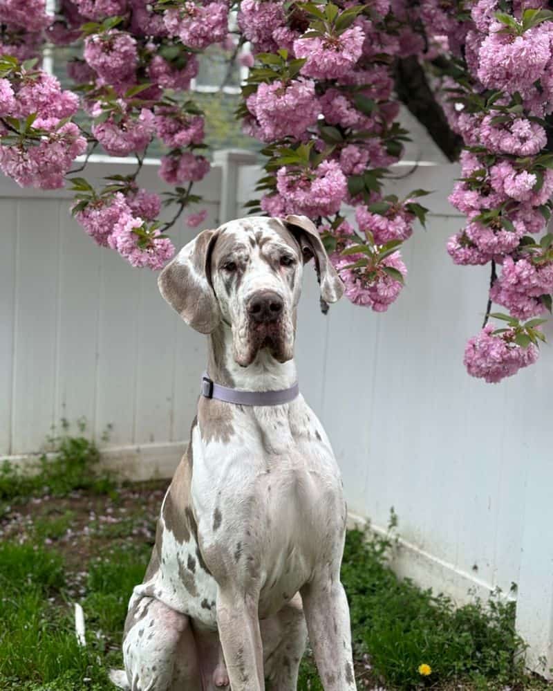 Great Dane