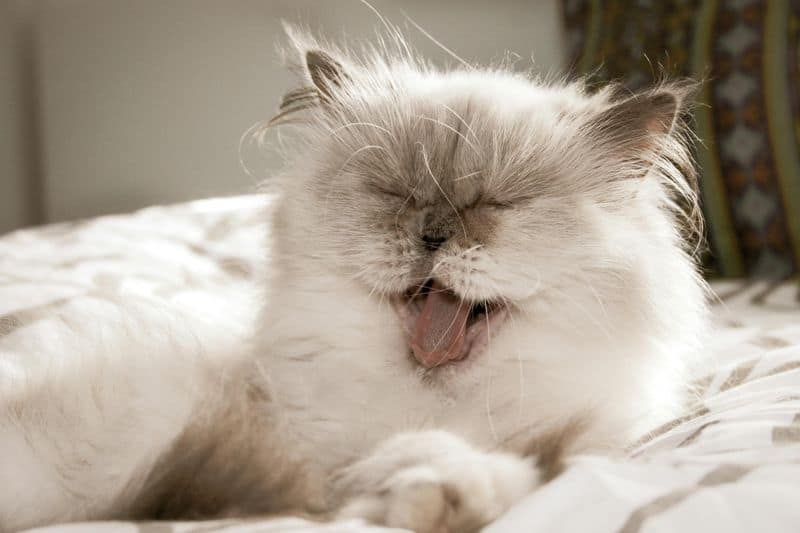 Himalayan