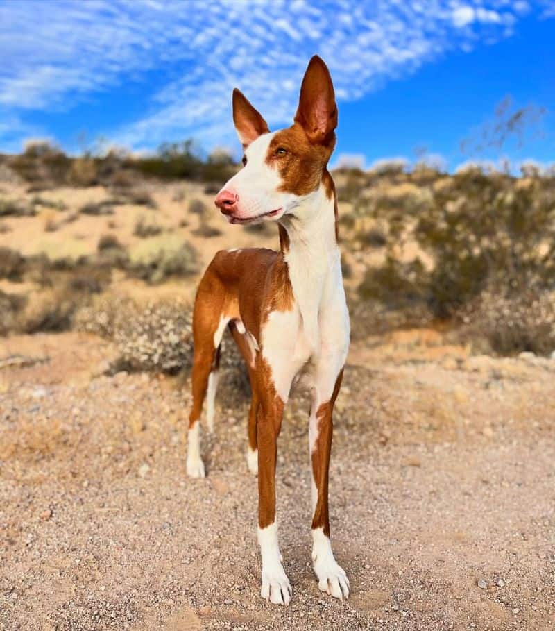 Ibizan Hound