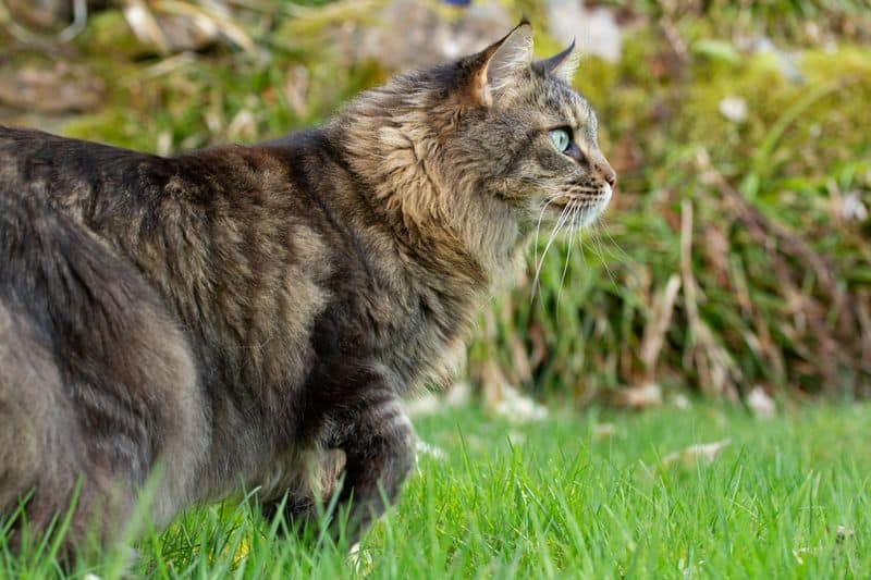 Maine Coon