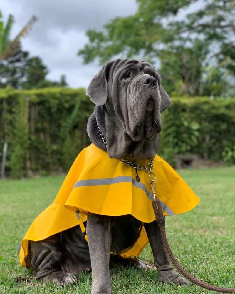 Neapolitan Mastiff