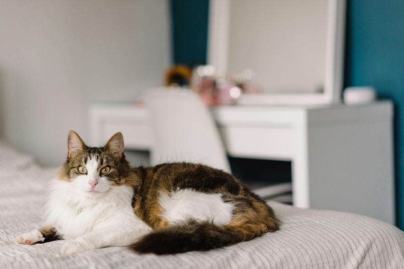 Norwegian Forest Cat