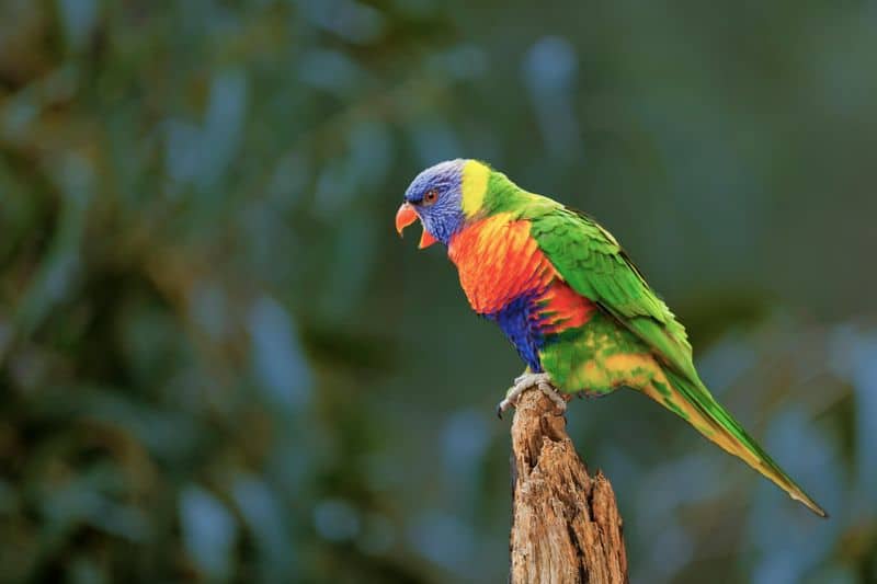 Parrot