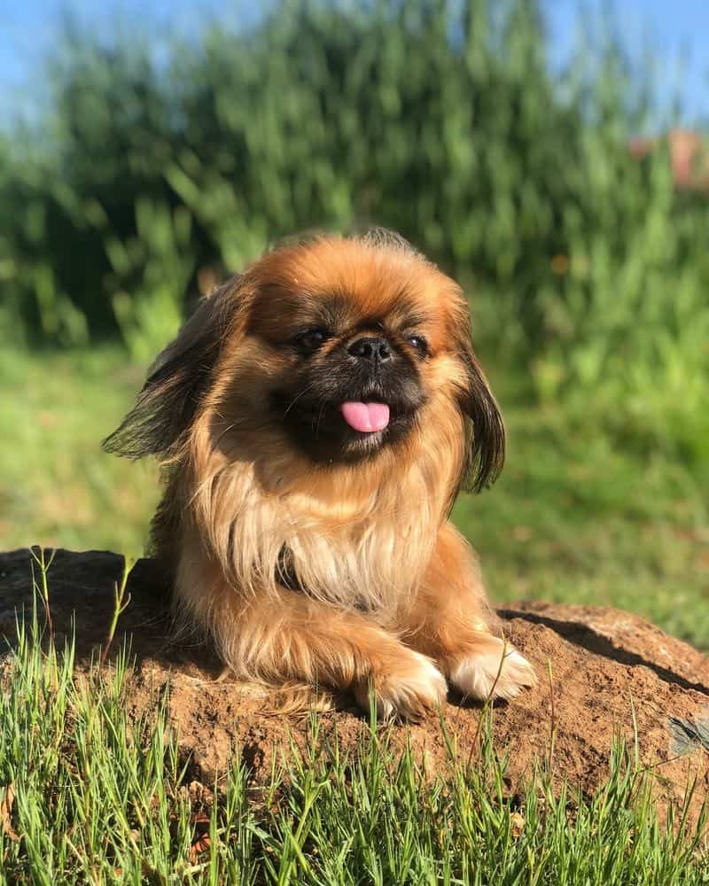 Pekingese