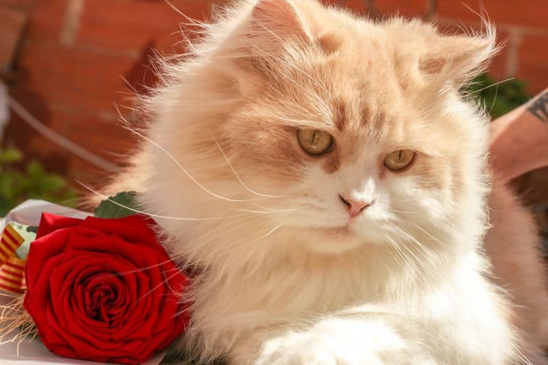 Persian