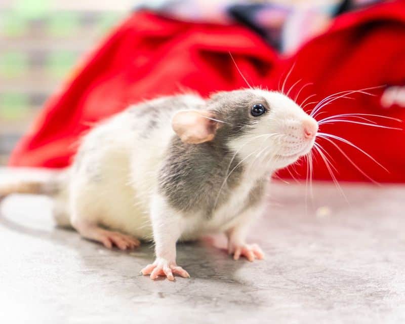 Pet Rat