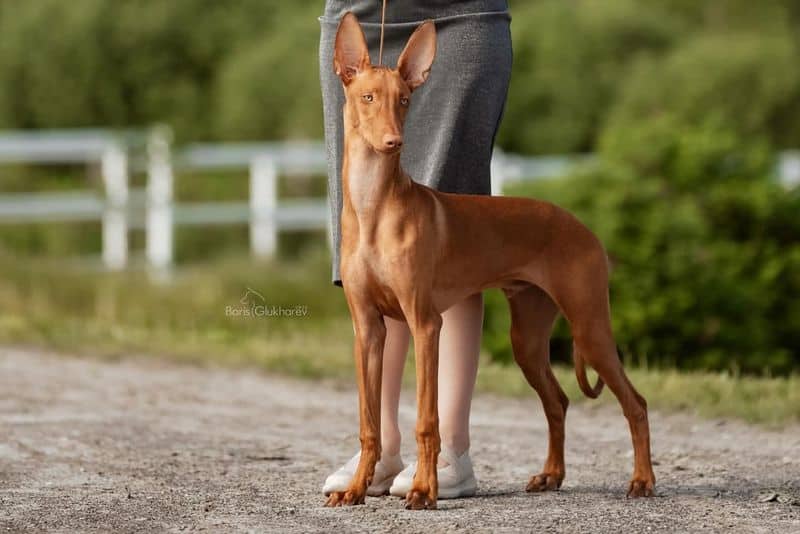 Pharaoh Hound