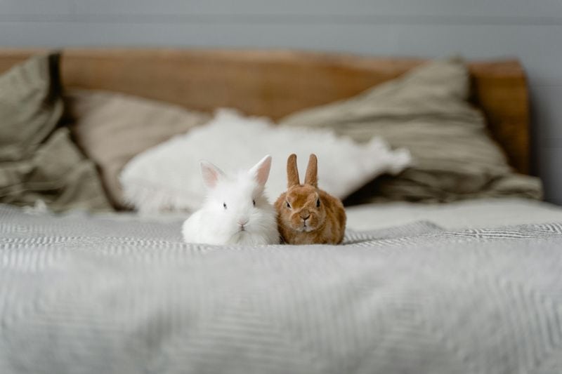 Rabbit