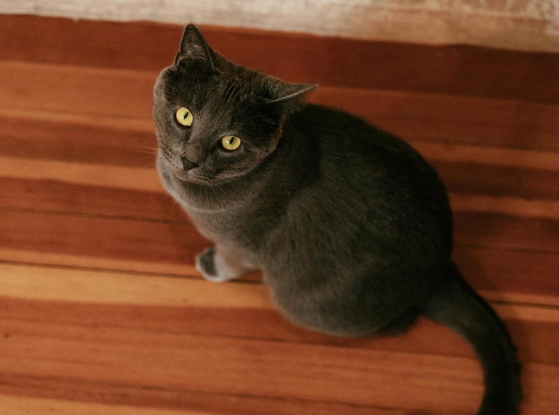 Russian Blue