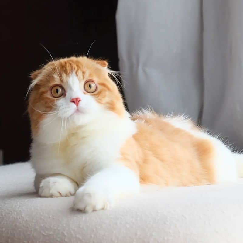 Scottish Fold Longhair