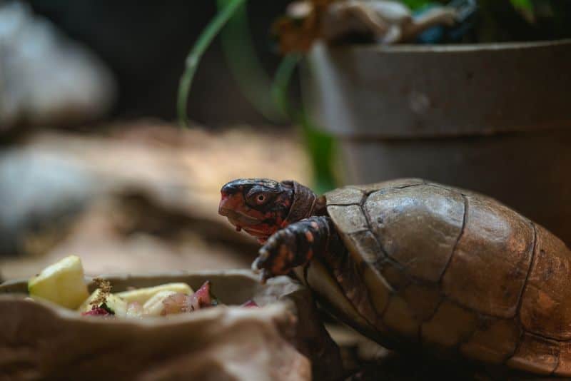 Turtle