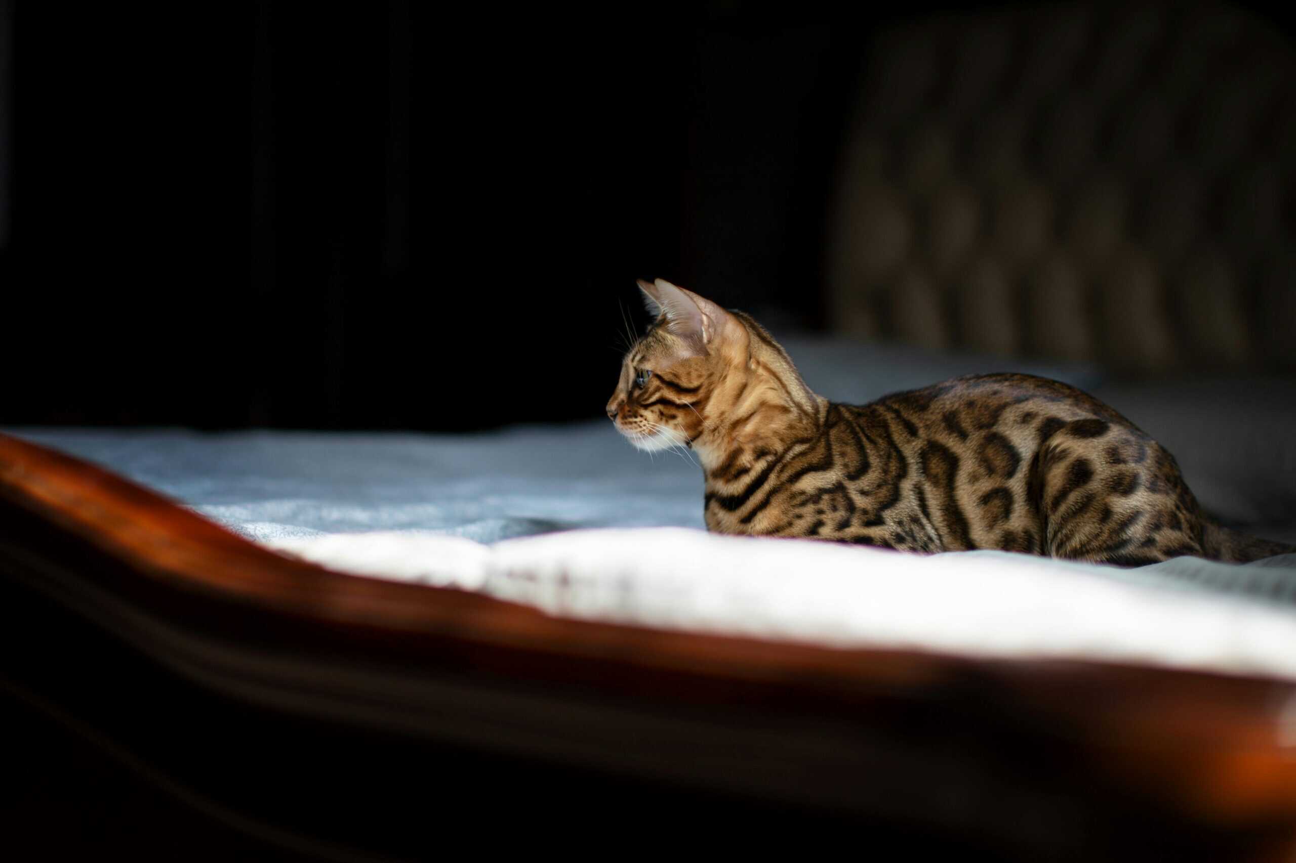 cats-shed