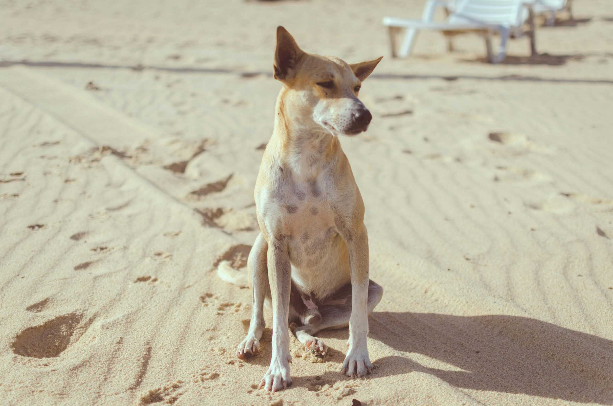 dog-breeds-hot-climate