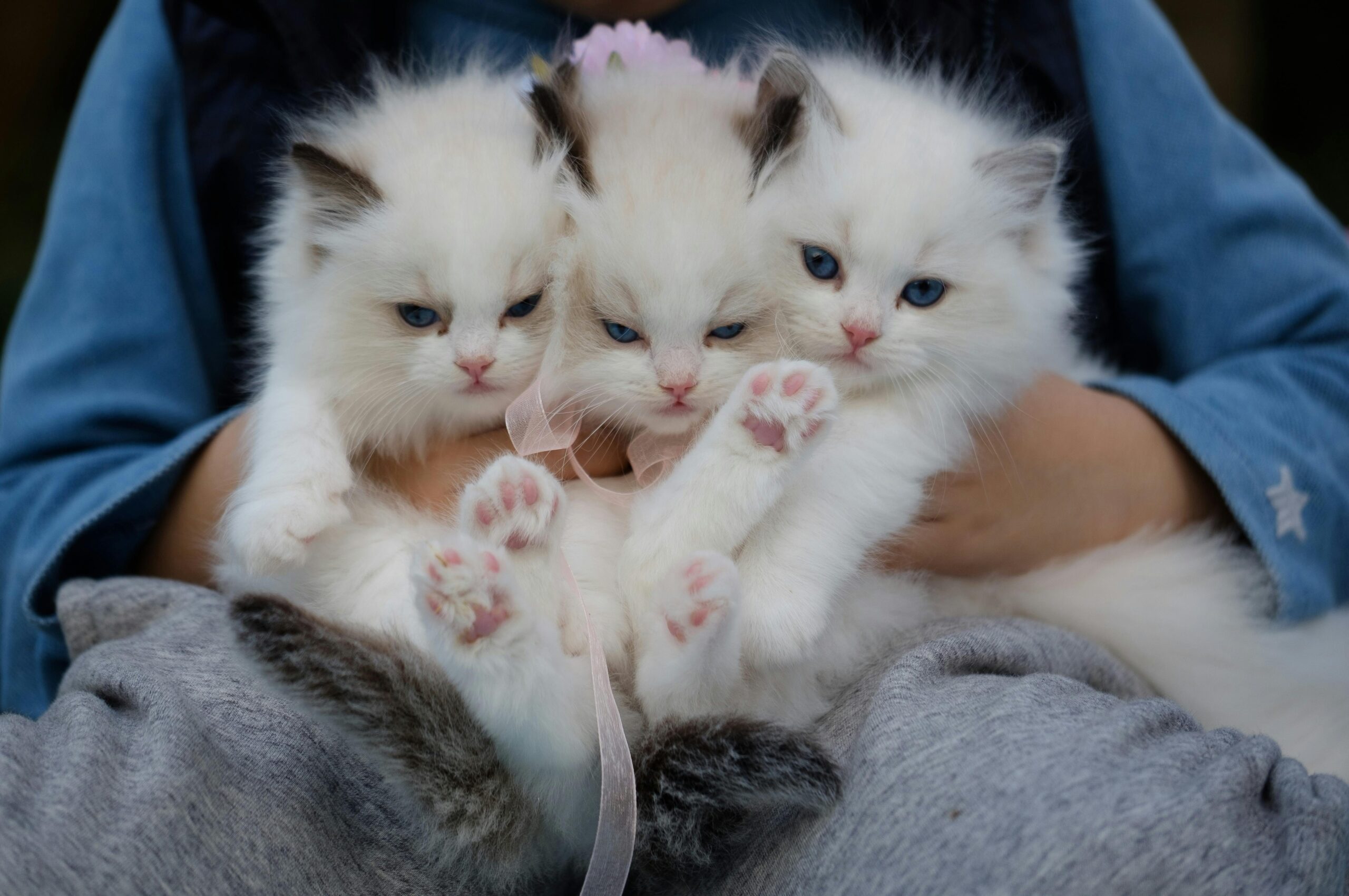 fluffiest-cat-breeds