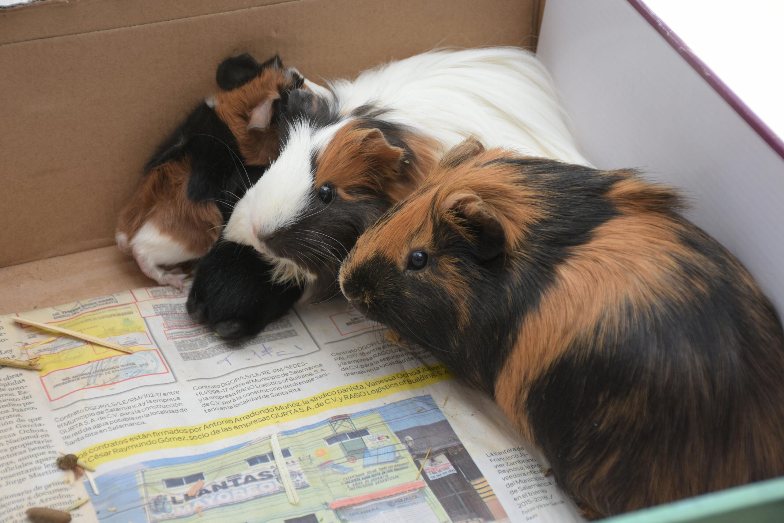 smelly-pets